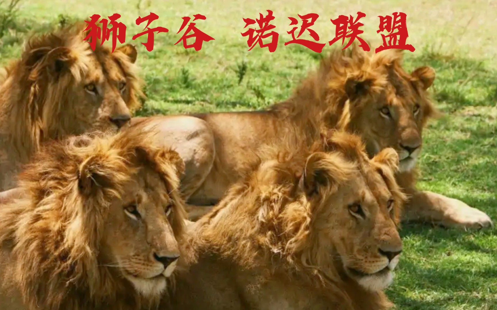 狮子纪录片:狮子谷.2014年跟拍的诺迟联盟
