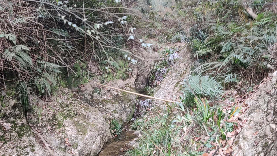 [图]大家欣赏山里美景再看看这里的野生药材八爪金龙，紫珠还有可以让人聪明的石菖蒲