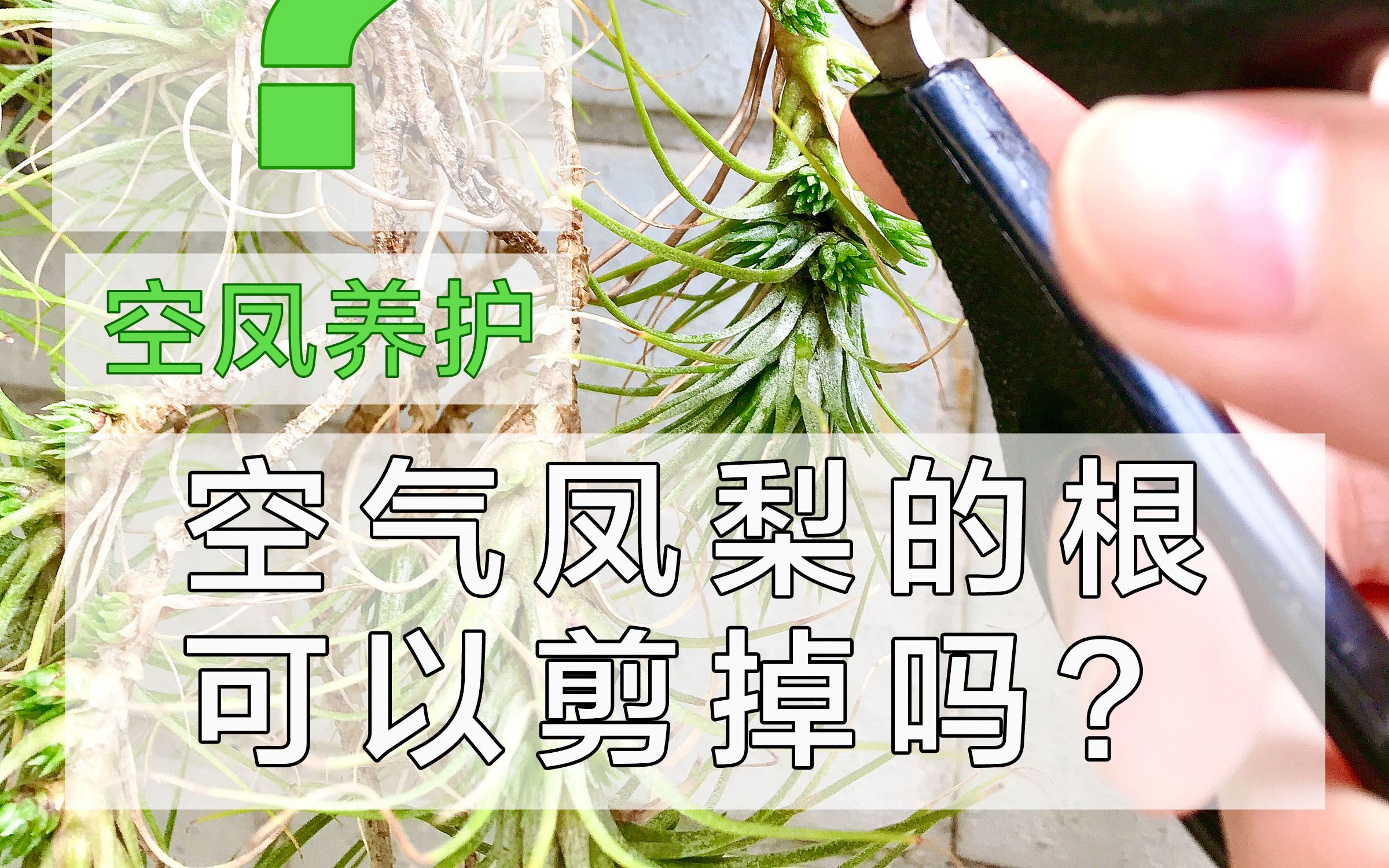 [图]空气凤梨的根能不能减掉？