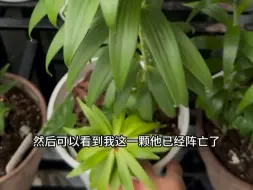 熬过高温天的秋百合们，只能用一声叹息来总结