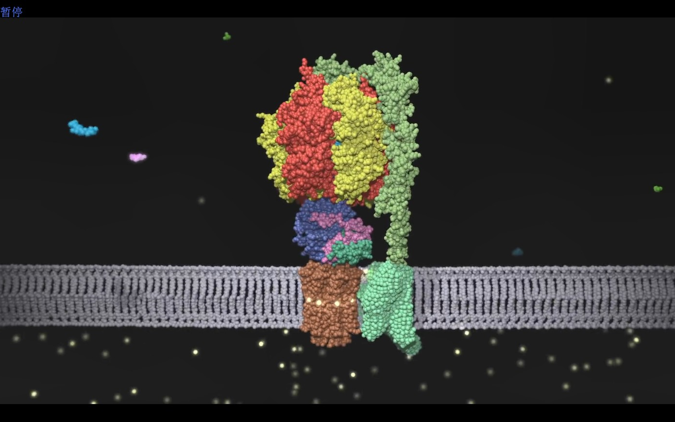 英文字幕线粒体atp的合成结构和功能atpsynthasestructureandfunction