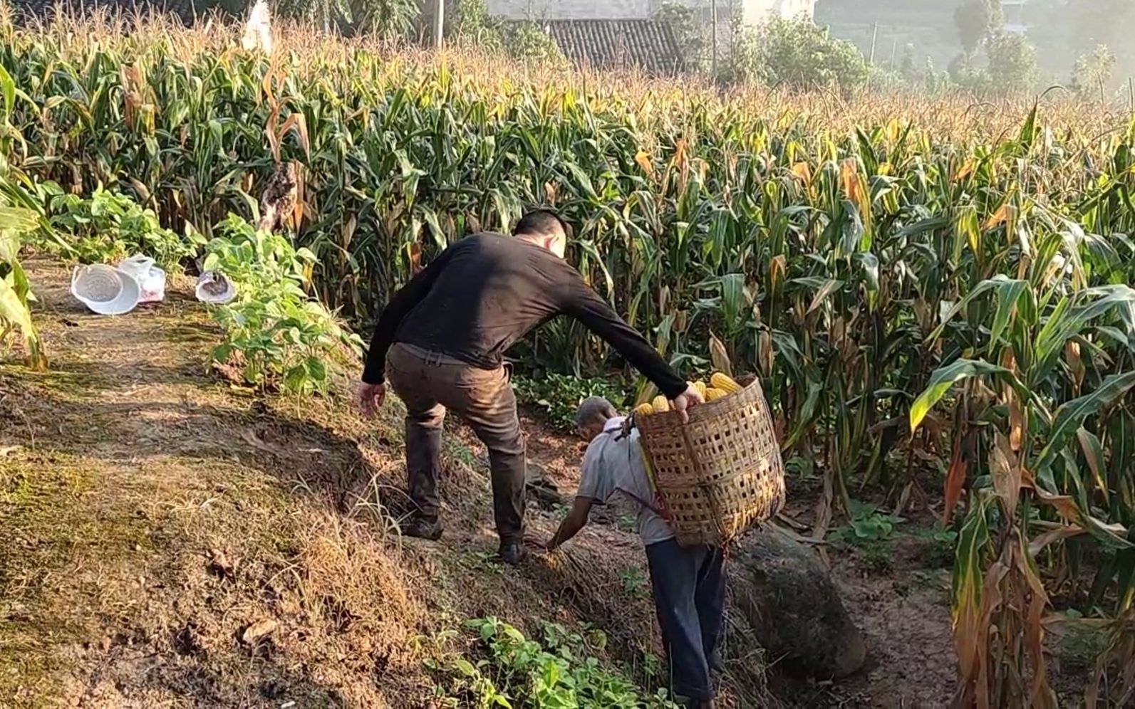 一家人来掰玉米,玉米地里偶遇79岁的老爷爷,为道哥