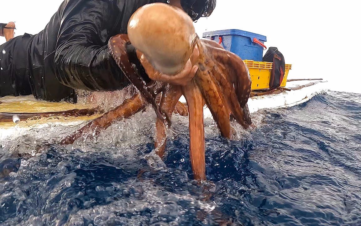 國外高手抓章魚,先做一個假章魚吸引八爪魚,這一手確實平時少見