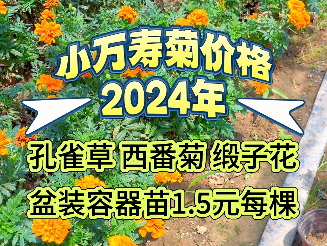 2024年小万寿菊价格,盆装容器苗参考报价哔哩哔哩bilibili