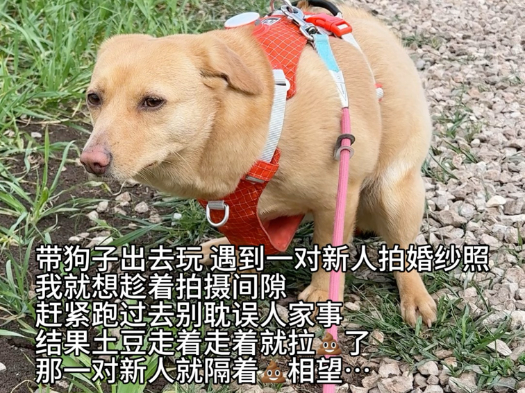 土豆子让我颜面尽失