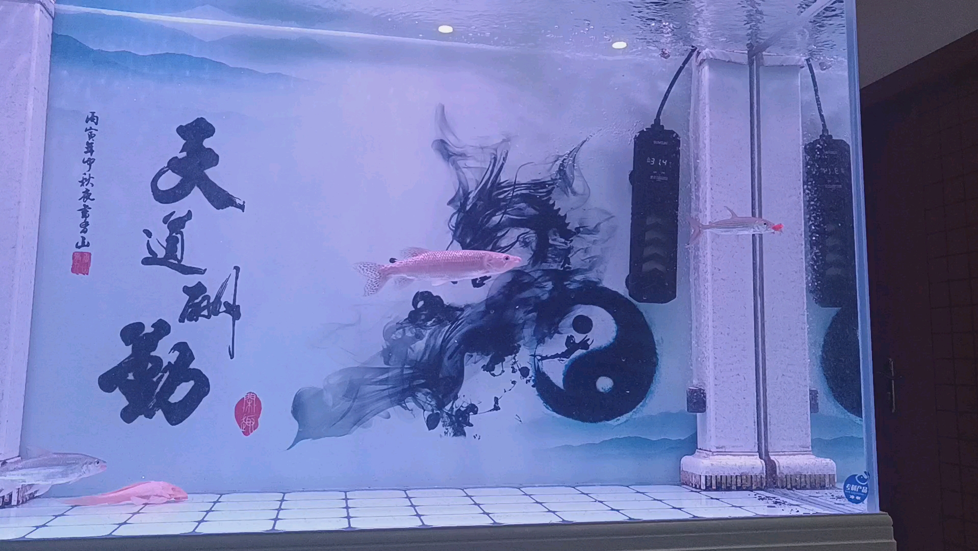 黄金猛鱼吃小鱼