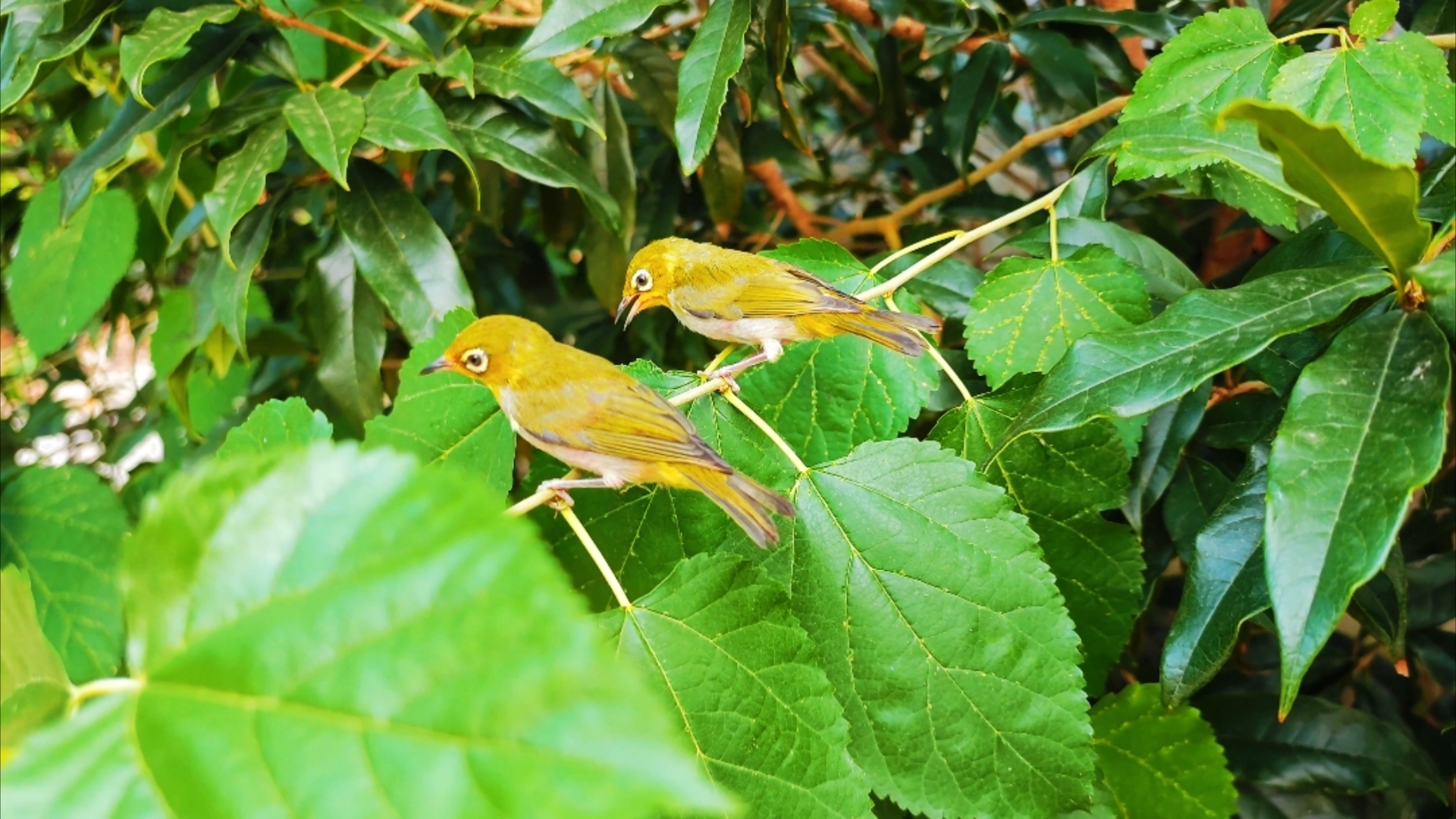 小绣眼鸟野外生活的第一天,这是舍不得走了么!