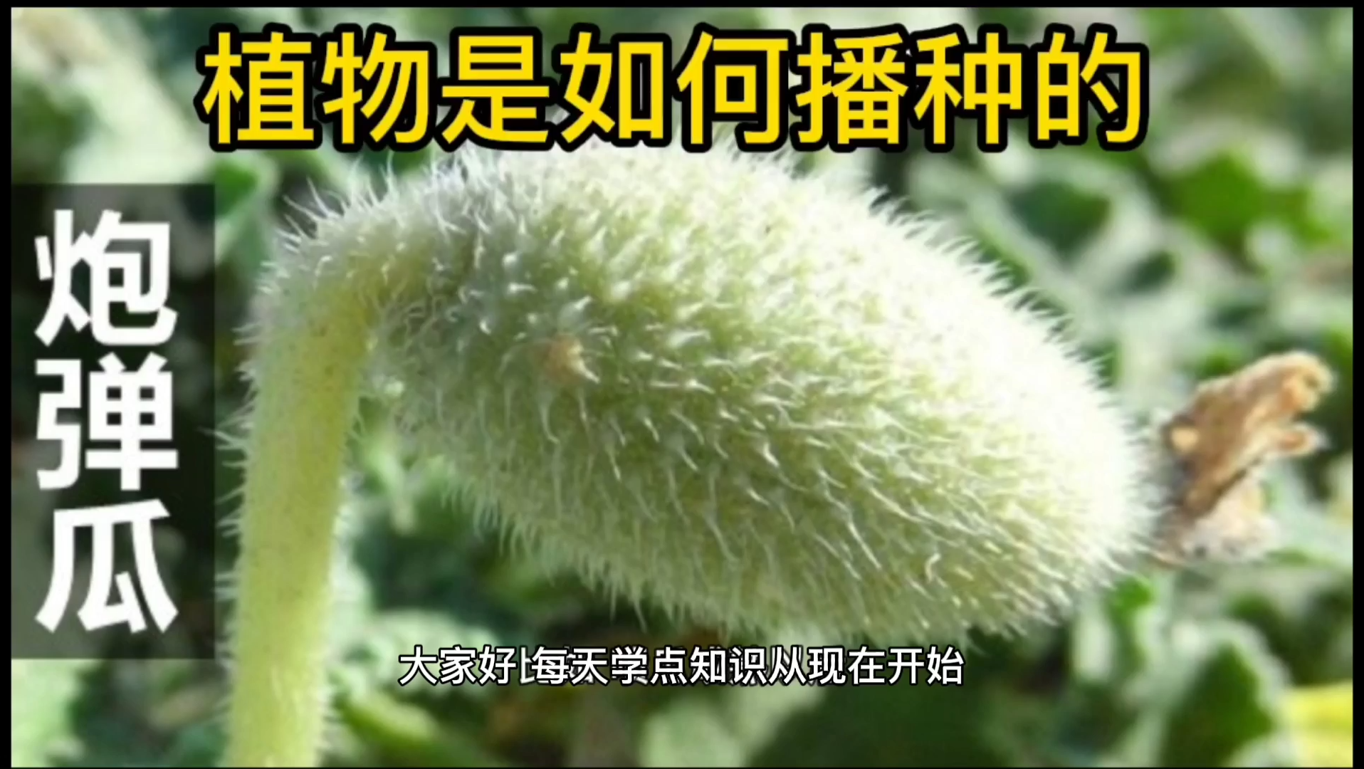 植物是如何播种的?哔哩哔哩bilibili