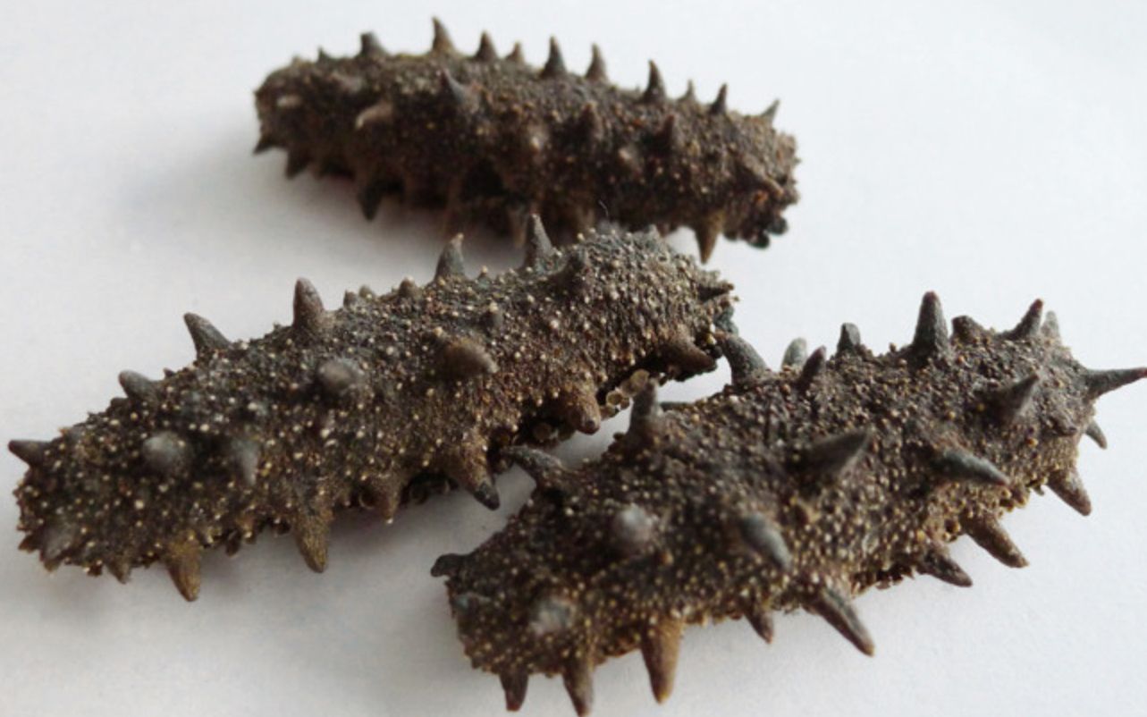 怎么判断海参的参龄?是不是海参参龄越长越好?