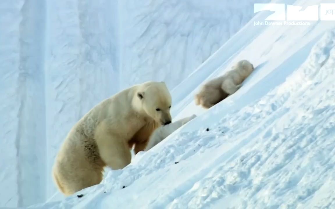 【有趣的大自然】可爱的北极熊幼崽滑雪橇!哔哩哔哩bilibili