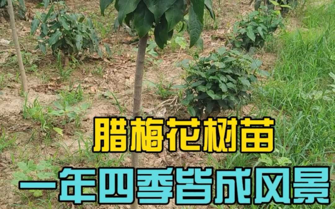 腊梅花树苗一年四季皆成风景哔哩哔哩bilibili