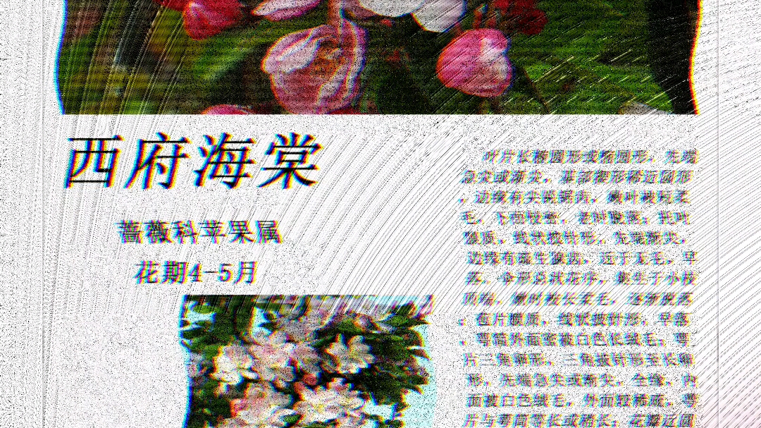 西府海棠的花语和寓意图片