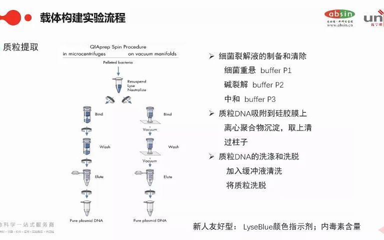 载体构建流程质粒提取哔哩哔哩bilibili