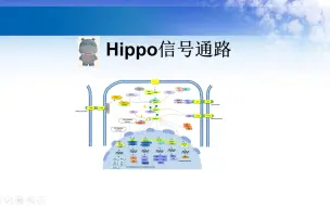 Download Video: Hippo信号通路