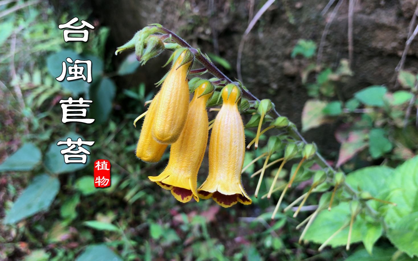 近濒危保护植物"台闽苣苔"不常见!是珍贵药材,你有见过吗?