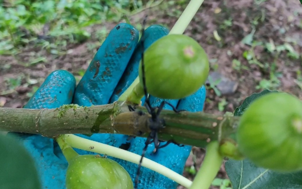 无花果地除草发现今年第一只桑天牛
