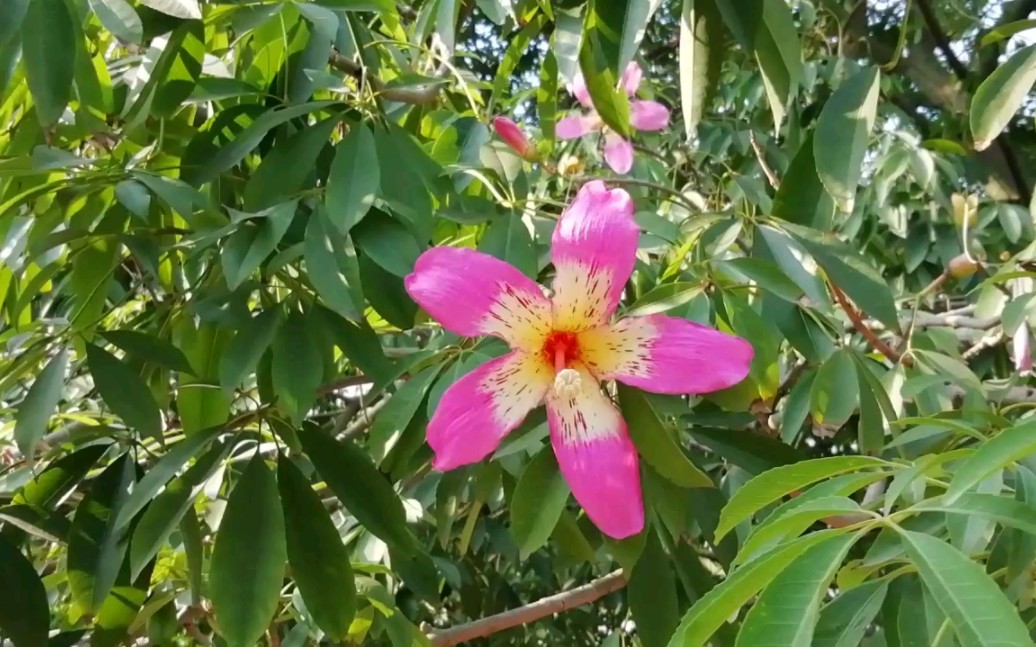 广州常见的花图片