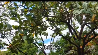 美女太多，美景无限！丽江古城四方街真正是乱花迷人眼