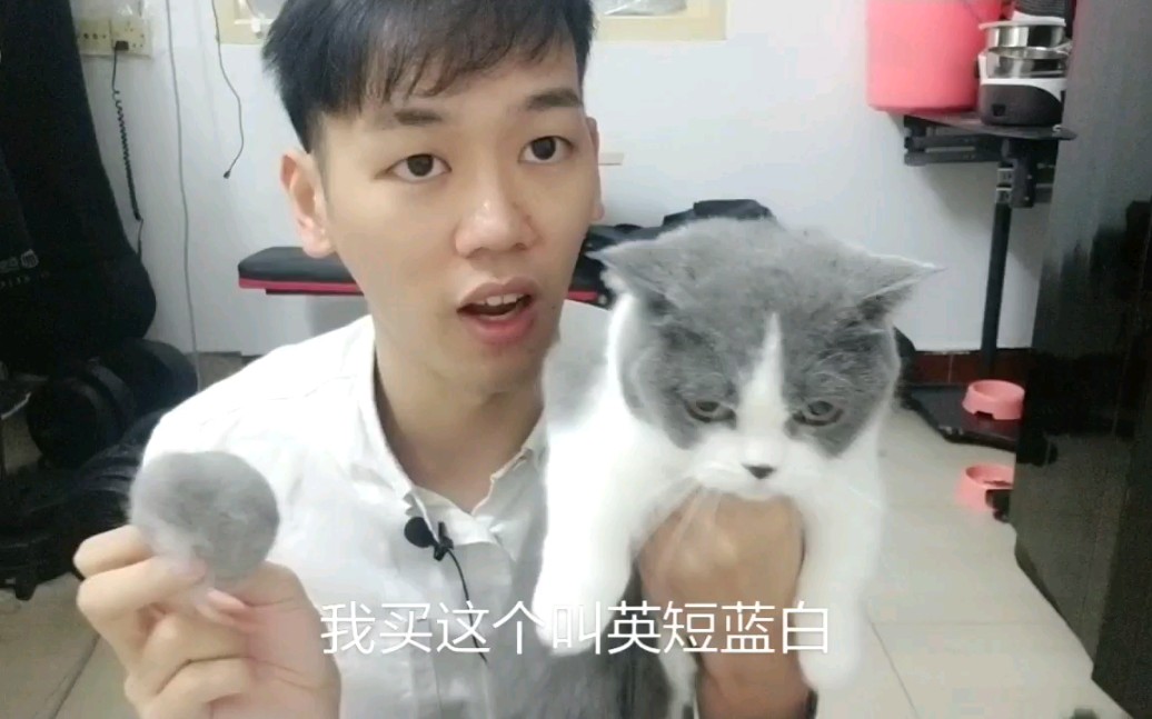 [图]如何去挑选脾气好的猫咪 看过这个视频你就知道了！