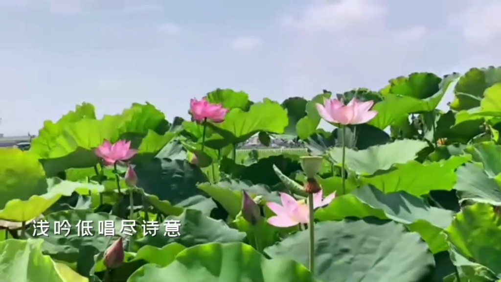 [图]一首《荷花情》送给大家