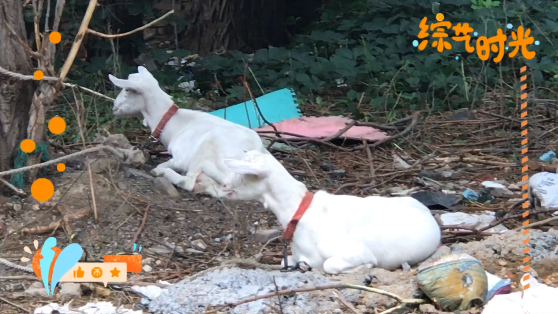 可爱小羊趴趴趴