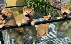 Descargar video: 【柴犬】5只小柴犬已经做好3针疫苗了，在犬舍呆了这么久终于要去新家了！