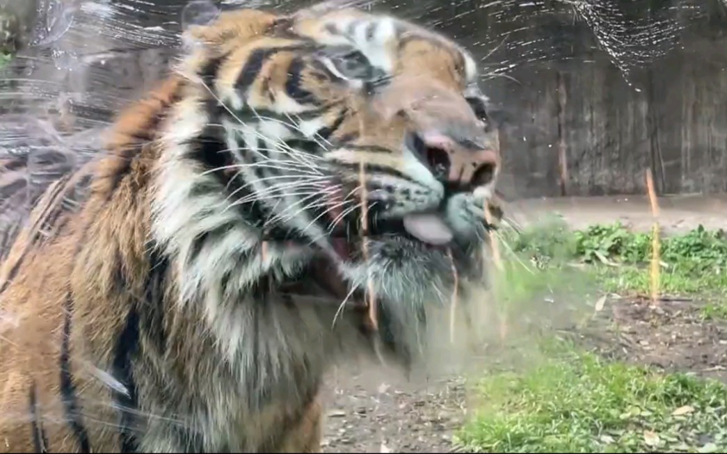 [图]我猜玻璃上肯定被坏虎虎滋了～越有味，越上头