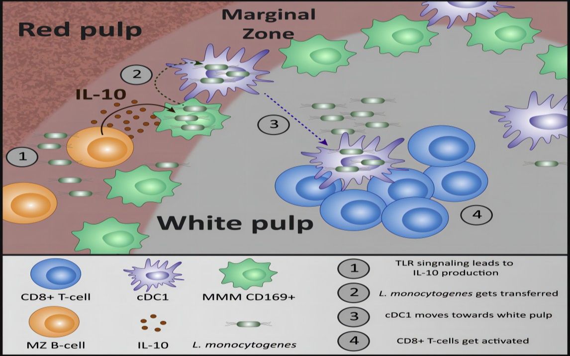 [图]詹韦免疫生物学第十五讲：适应性免疫应答（十）——脾脏解剖结构及其淋巴细胞激活