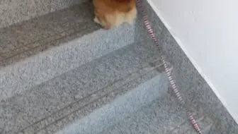 小狗上楼