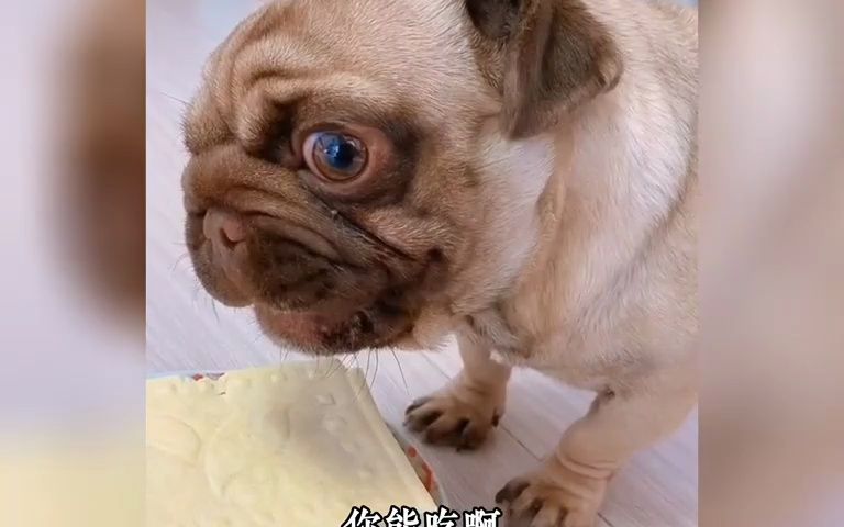 大型认怂现场#狗狗 #动物的迷惑行为 #专治不开心 #搞笑