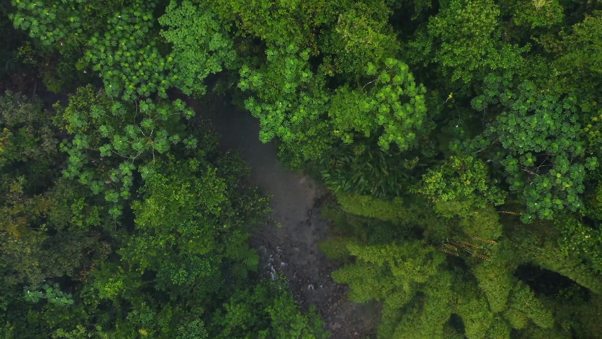 [图]迷雾森林中的暴雨声和雷暴雨的声音- 大自然的白噪音 有助睡眠与舒压消除疲劳 冥想 专注力