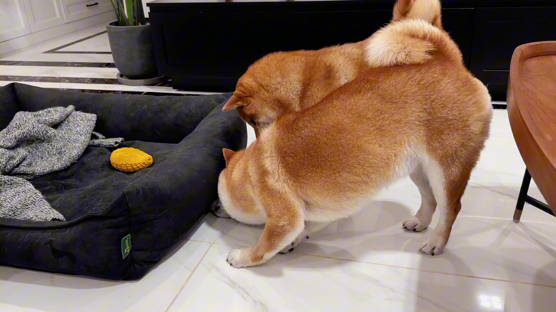 可算有个母柴犬波妞喜欢的玩具了,没想到玩起来蠢萌蠢萌的