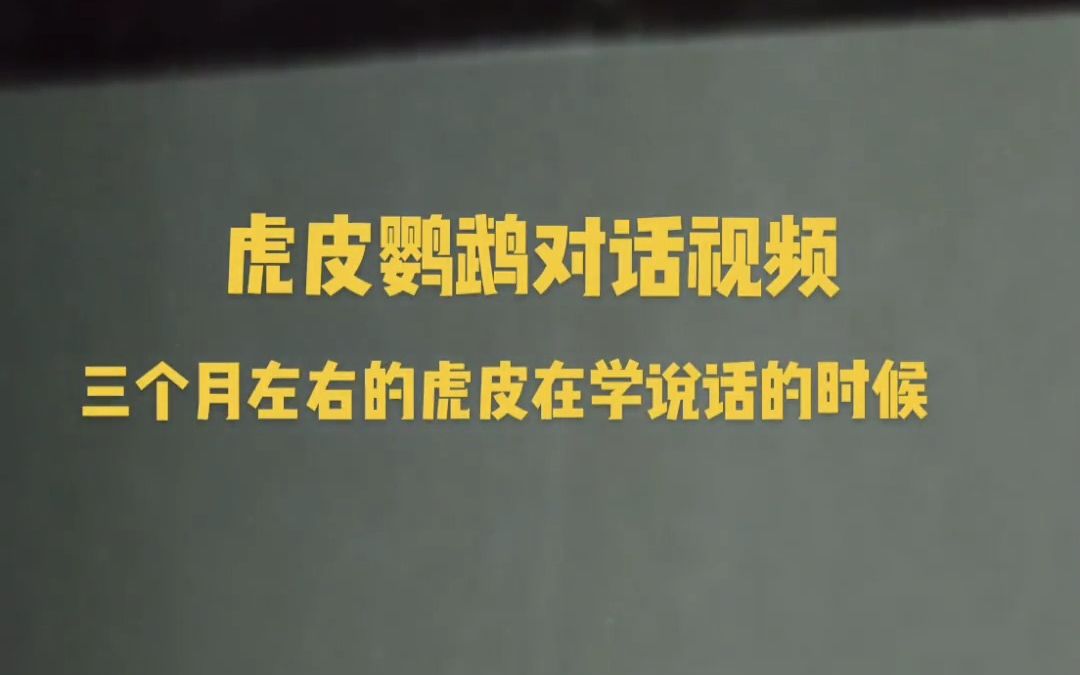 虎皮鹦鹉说话视频 ,可以对话随时都会接话,体型虽小说话能力还可以!哔哩哔哩bilibili