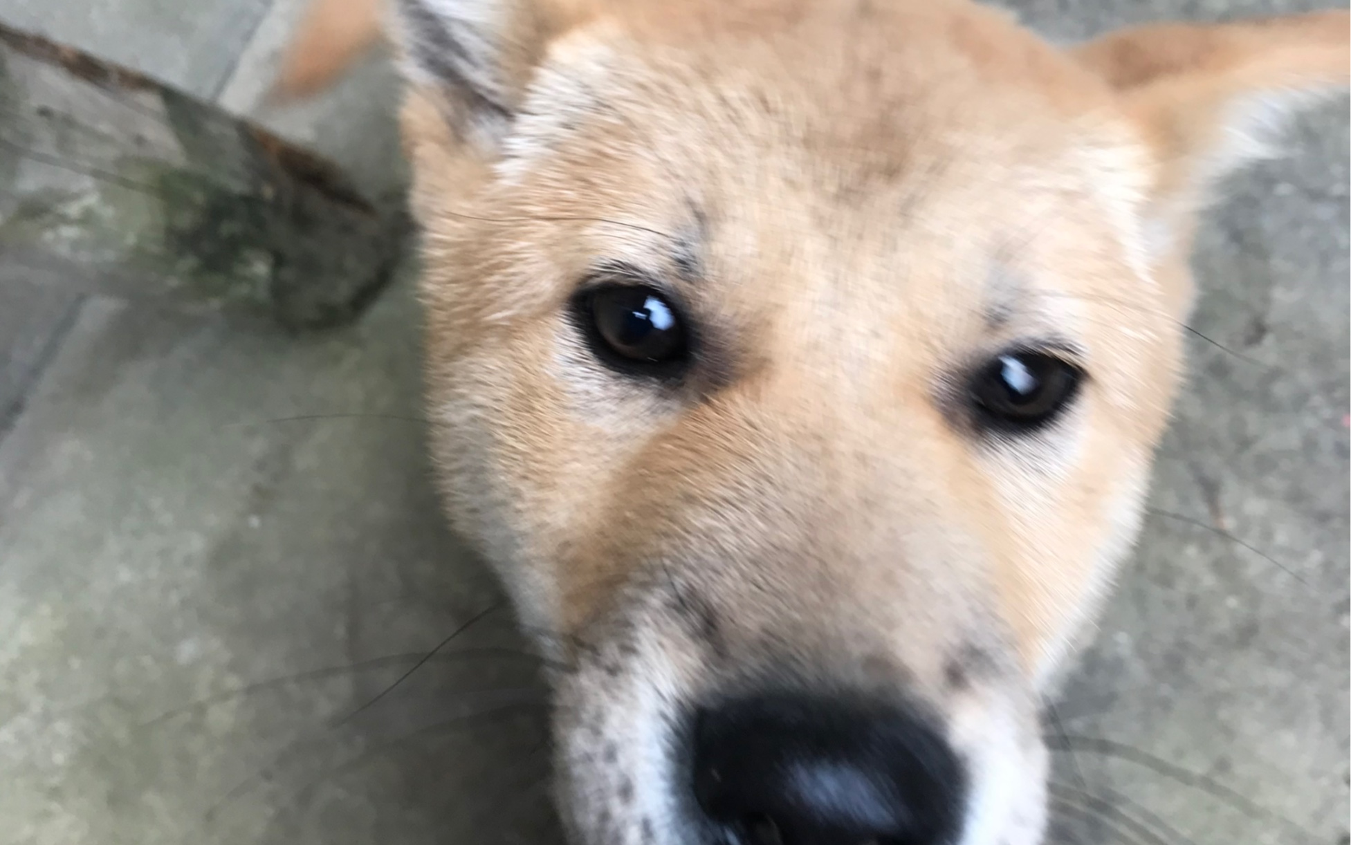 眉清目秀的狗子