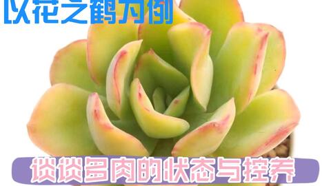 以花之鹤多肉 花月夜 霜之鹤杂交品种 为例 谈谈多肉的状态和控养 哔哩哔哩