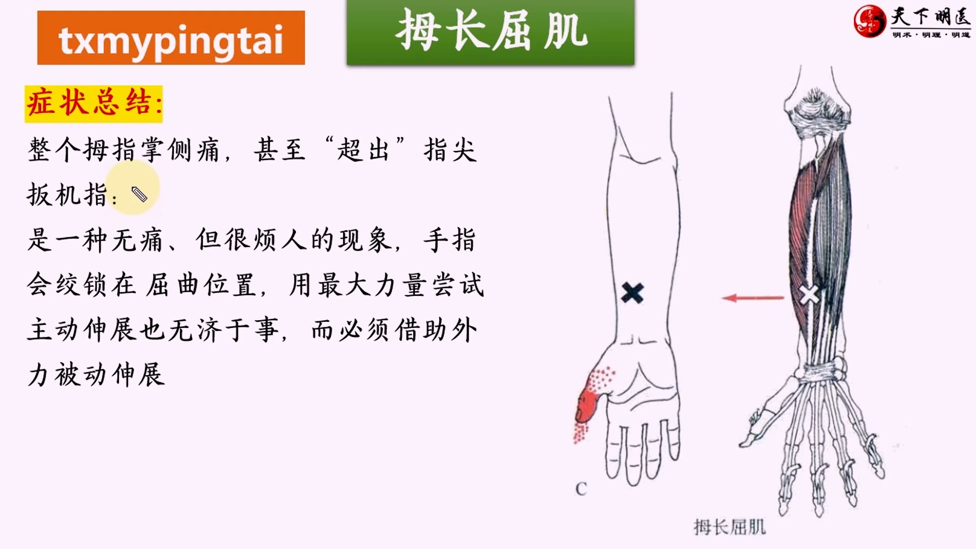 【拇长屈肌】3d解剖