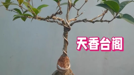 天香台阁精品桂花盆景