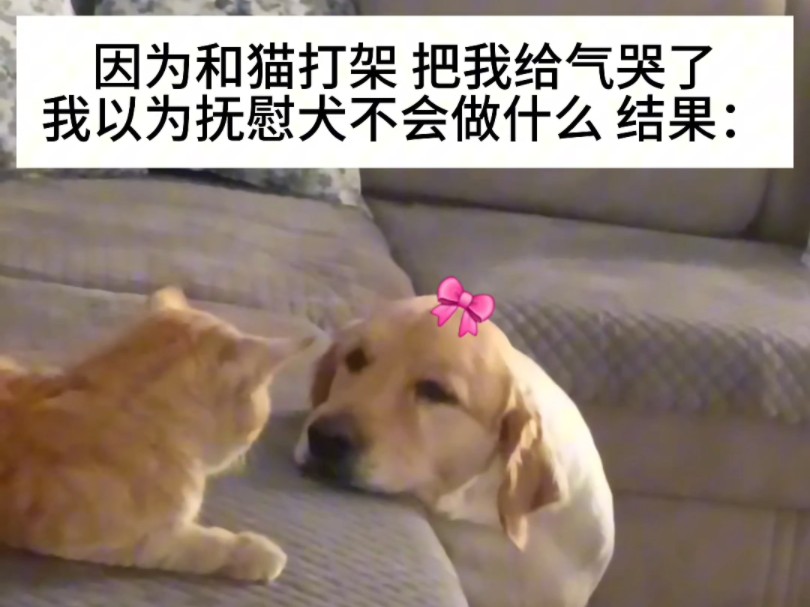 抚慰犬:安抚好它我再去安慰你哦 这个家没我不行哔哩哔哩bilibili