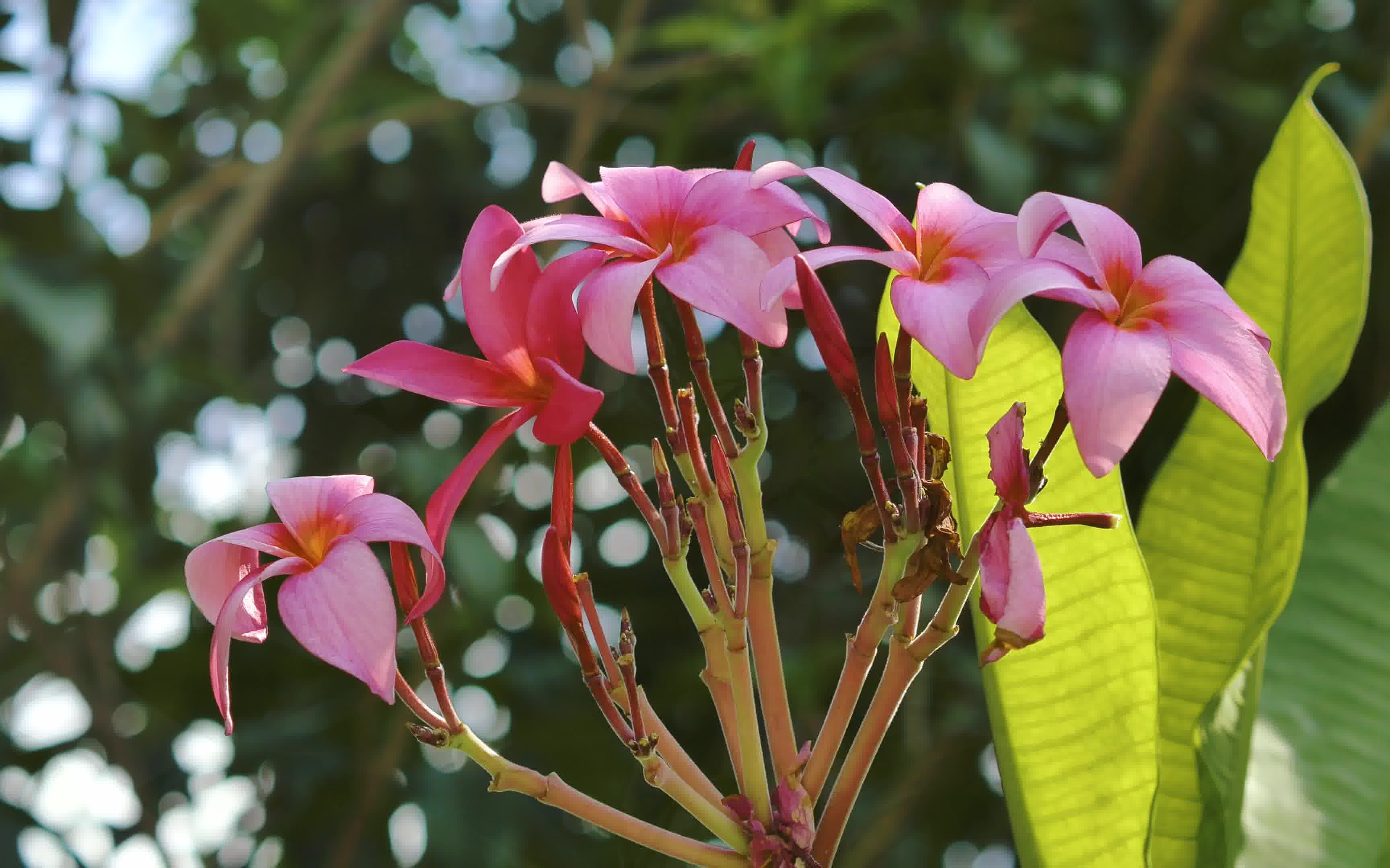 广州东湖公园 粉鸡蛋花 小彩虹 休憩的水禽【城适居云赏花】_哔哩哔哩