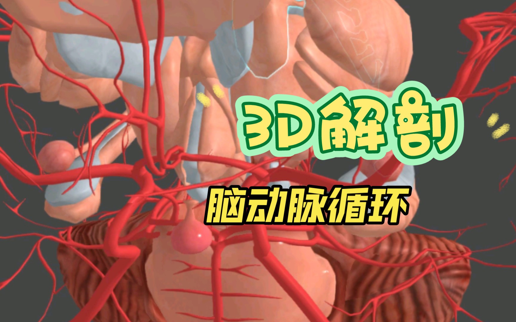 3D解剖 脑动脉前后循环及Willis环哔哩哔哩bilibili