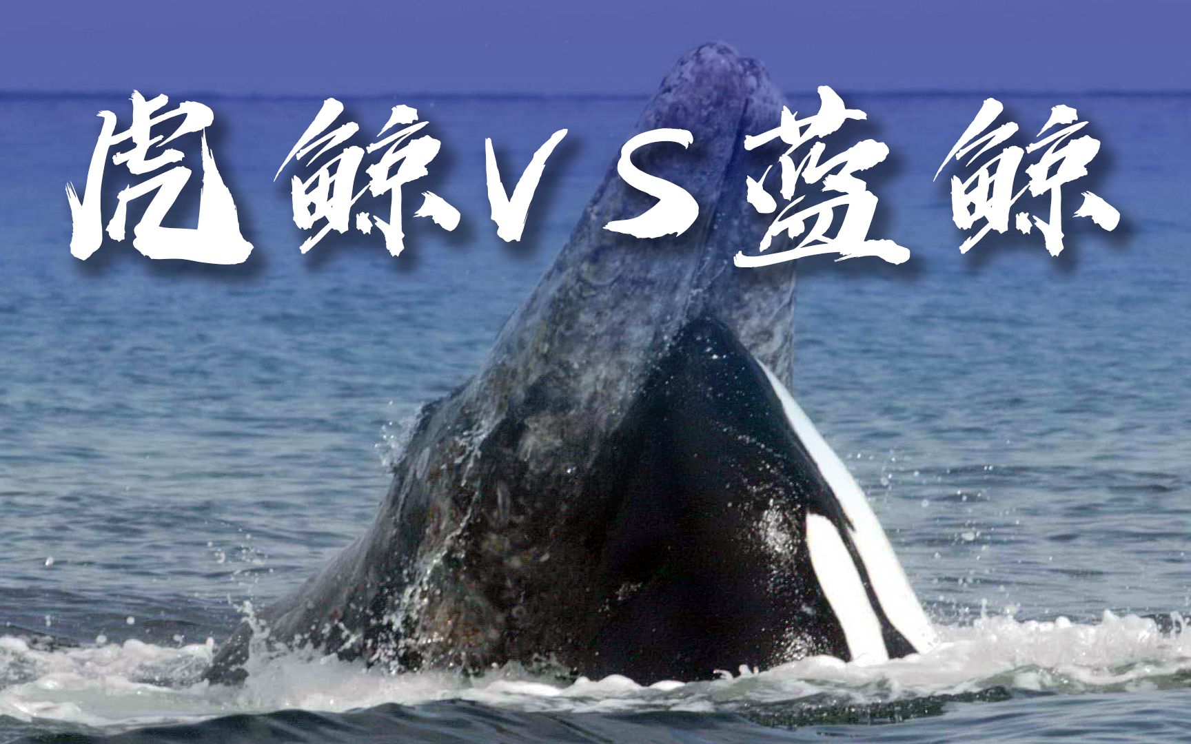 【知路baba】罕见虎鲸群袭击蓝鲸视频(无人机航拍)