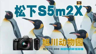 下载视频: 【松下S5m2X】拍到企鹅啦！还有比70-300更适合拍动物园的镜头吗？