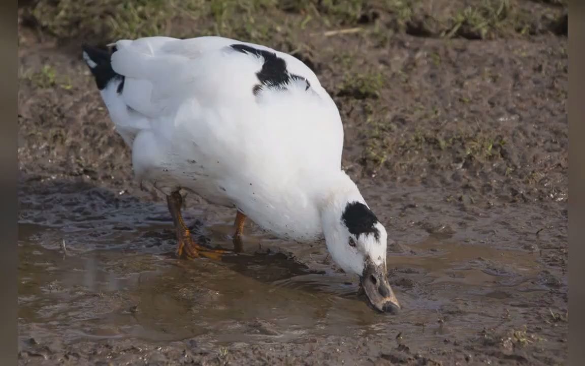 GOOSE GOOSE DUCK鹅鸭杀显示此游戏被锁或是在游戏中解决办法哔哩哔哩bilibili