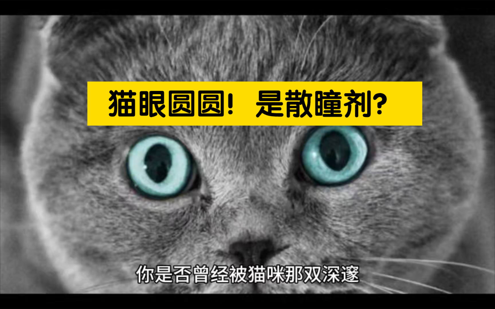 【猫知识】大眼萌猫?散瞳药剂了解一下!哔哩哔哩bilibili