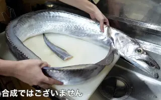 太刀鱼 搜索结果 哔哩哔哩 Bilibili