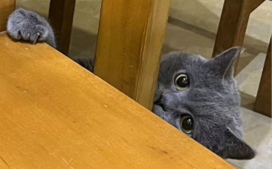 小猫咪奇特的开门姿势