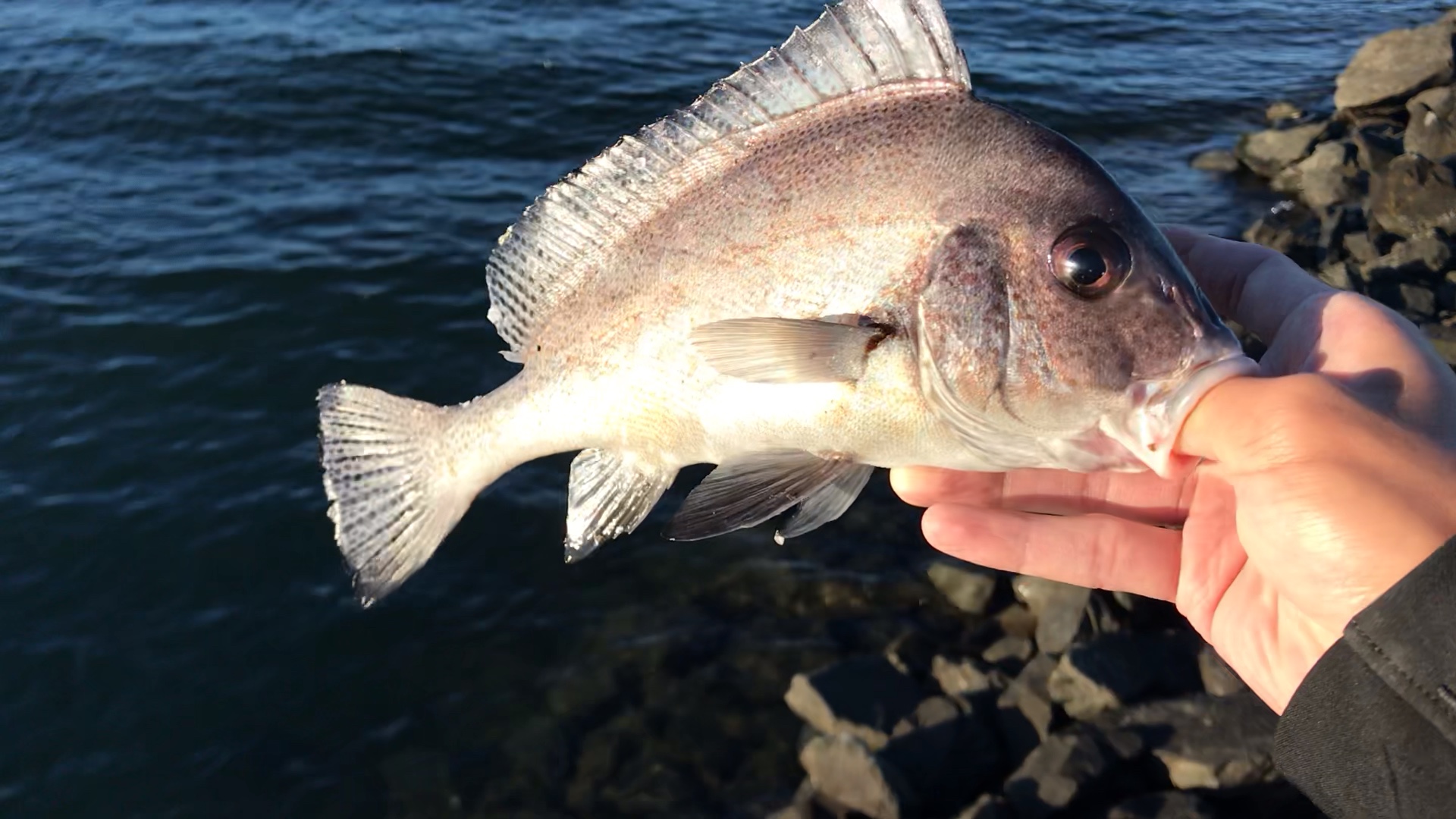 密点少棘胡椒鲷#7g铁板跳底[滑稽]_哔哩哔哩_bilibili