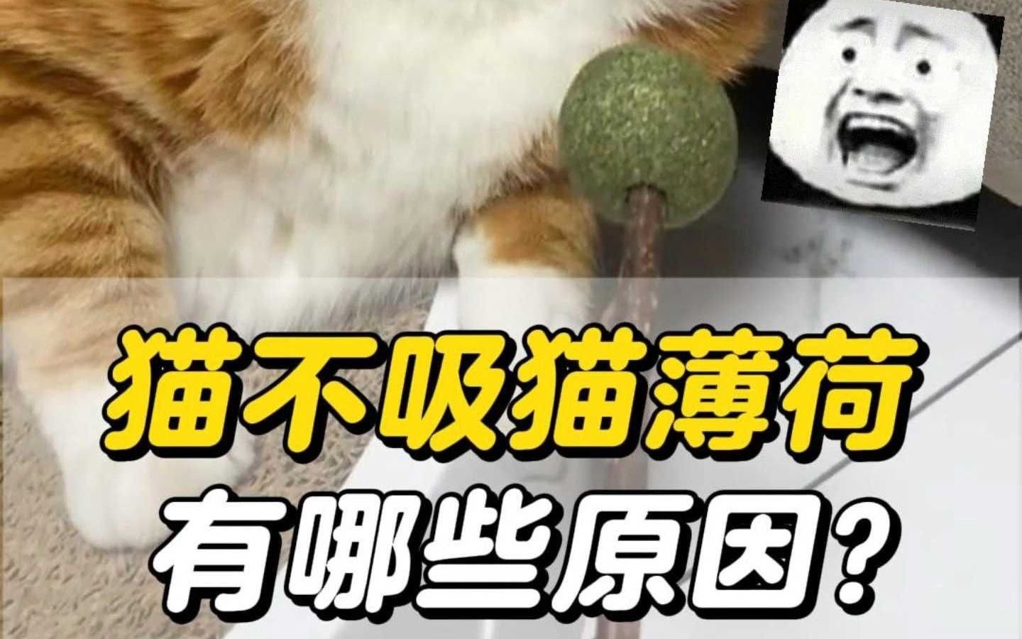 居然有猫不喜欢猫薄荷!哔哩哔哩bilibili