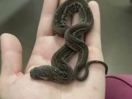 非保大型玩具蛇的不二选择沙皮蛇,爪哇瘰鳞蛇 磨砂质感,手感极佳吃