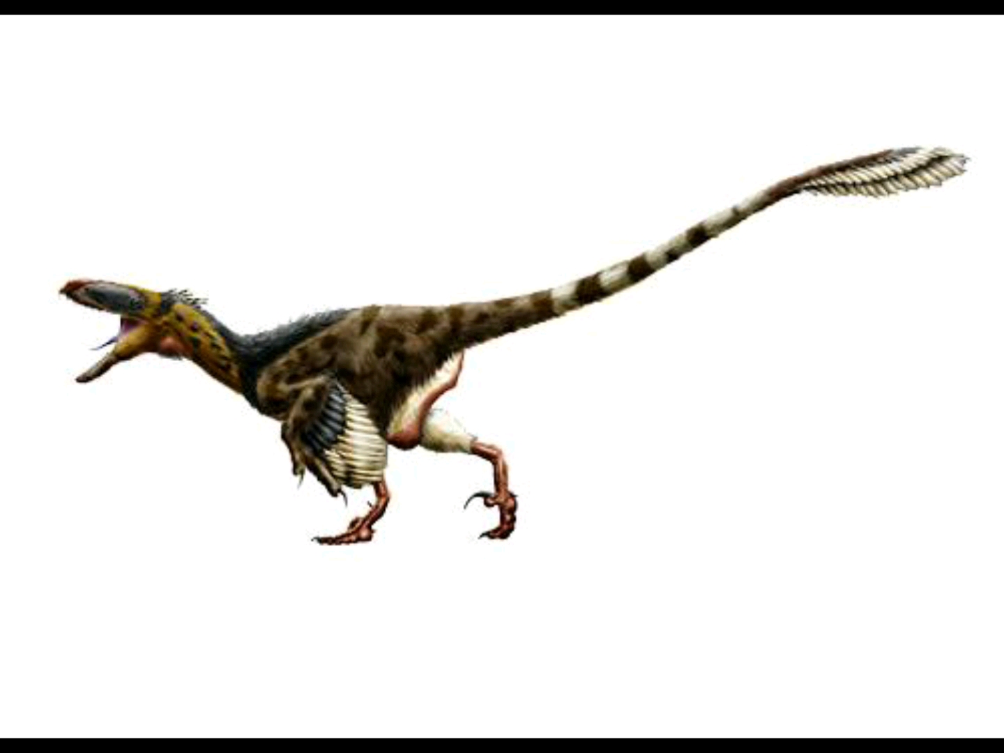 阿基里斯龙(achillobator)是一种发现于亚洲大型驰龙类,生存年代为晚